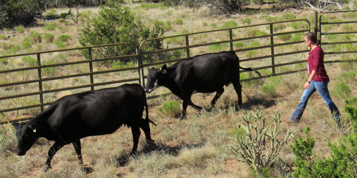 Corona Range and Livestock Research Center