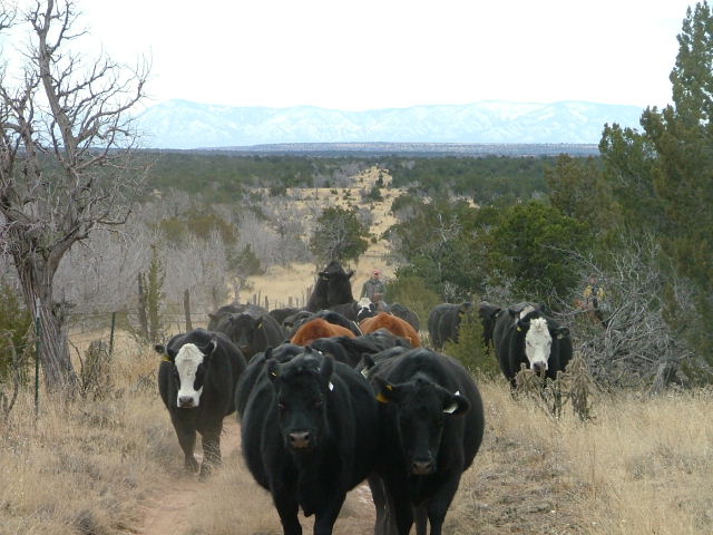 Trailing cattle to the north (Capitan Mountains in background)