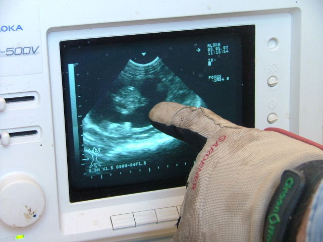 Ultrasonic image of a 9 week lamb fetus