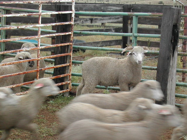 Keeper ram lamb at weaning