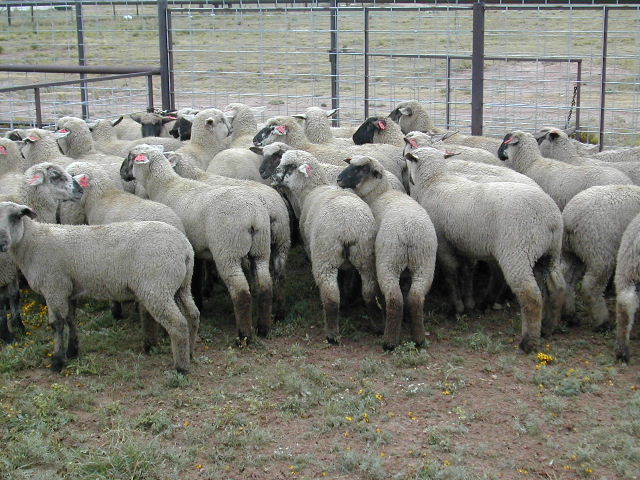 Weaning 2005: Black crossbred lamb crop