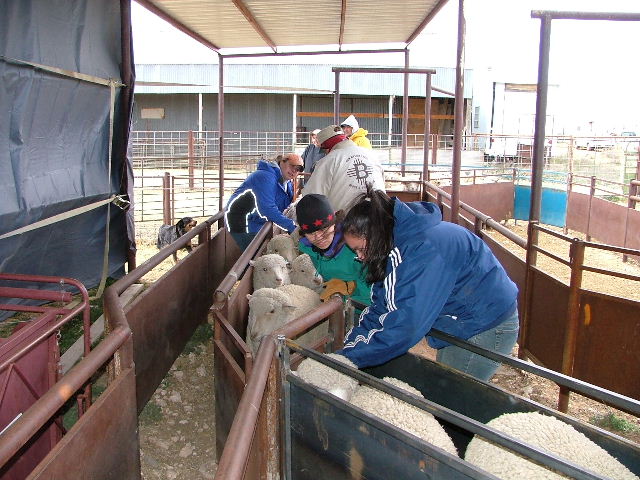 Selecting ewes for show fleeces