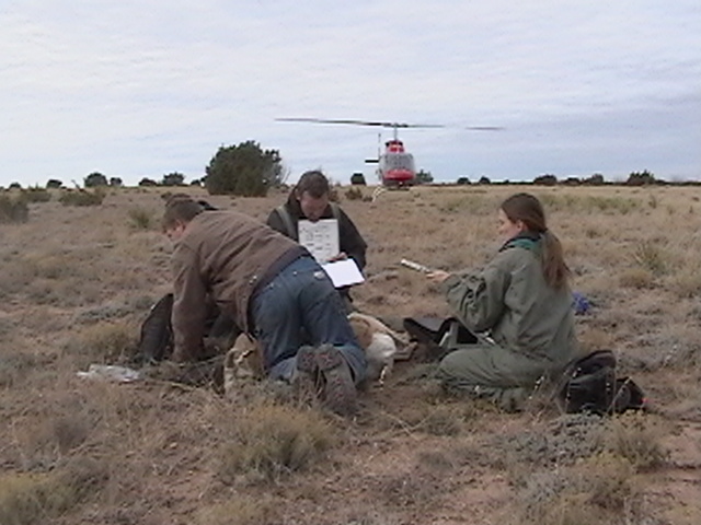 Processing a captured pronghorn