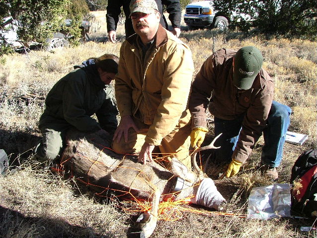 Processing a young mule deer buck