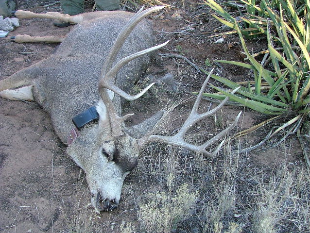 A radio collared 10 point mule deer buck