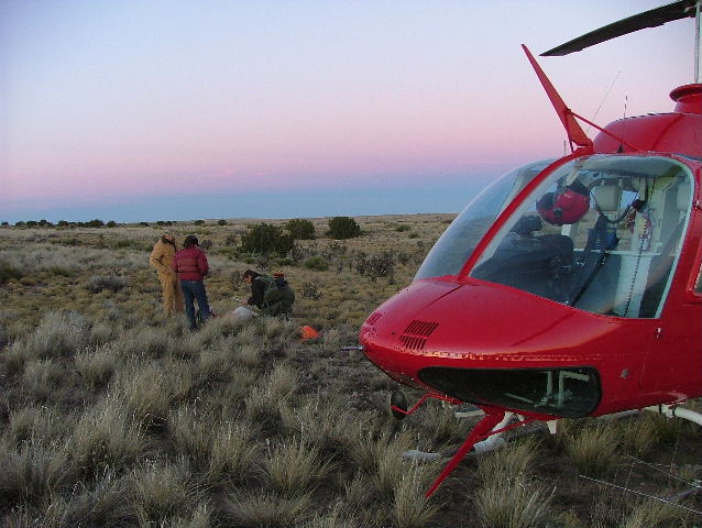Processing a pronghorn with helicopter in the foreground