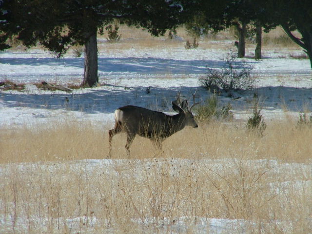 Young 6 point mule deer looking for feed in the snow