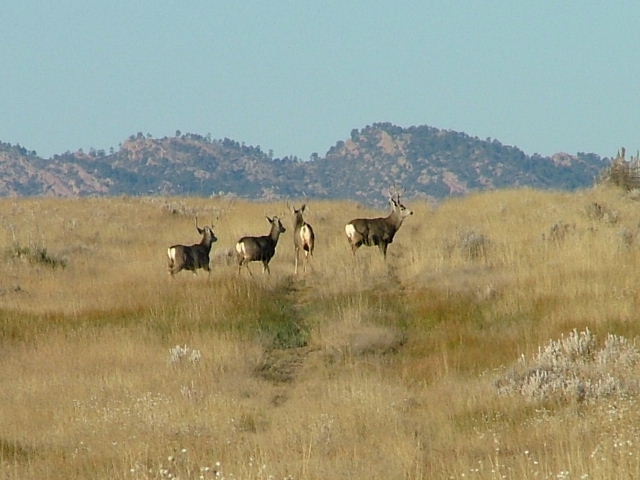 A young bachelor group (Cameleon Mountains in background)