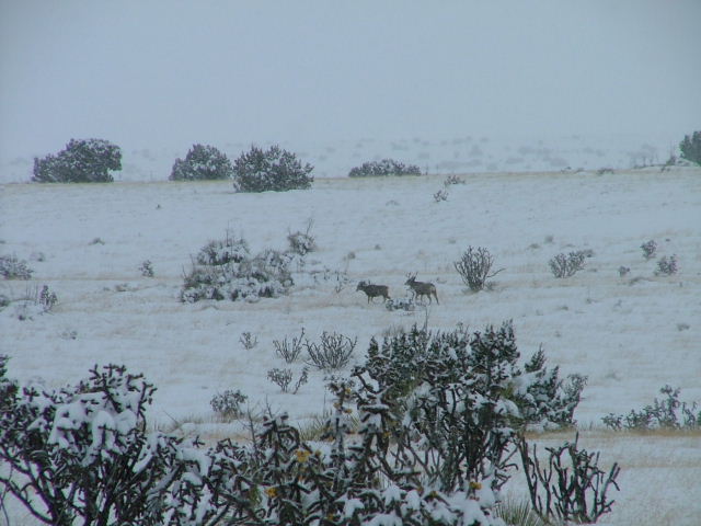 A mule deer buck in rut chasing a doe