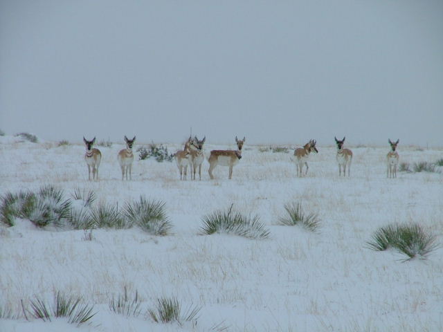 Radio collared pronghorn in the snow