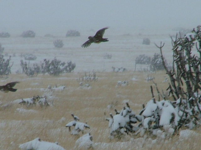 Scaled quail in flight