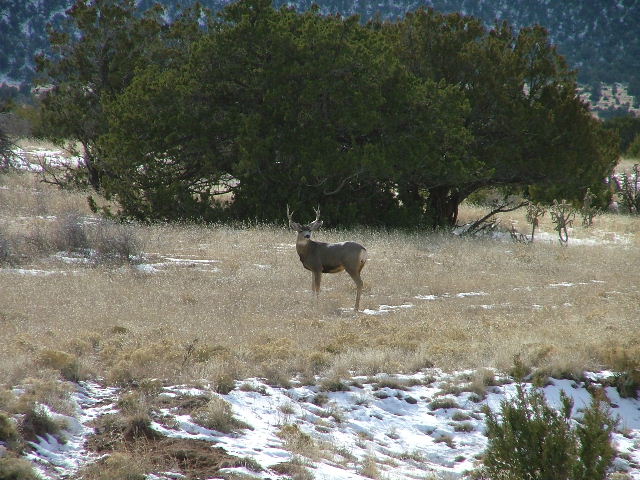 An alert young mule deer buck