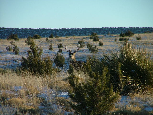 Young 10 point mule deer taking cover
